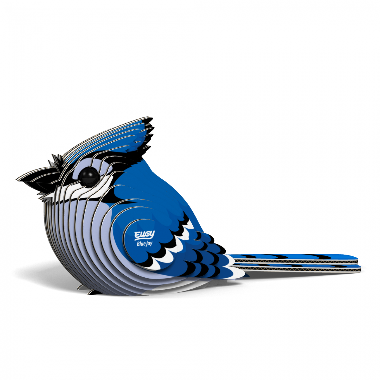 EUGY BLUE JAY