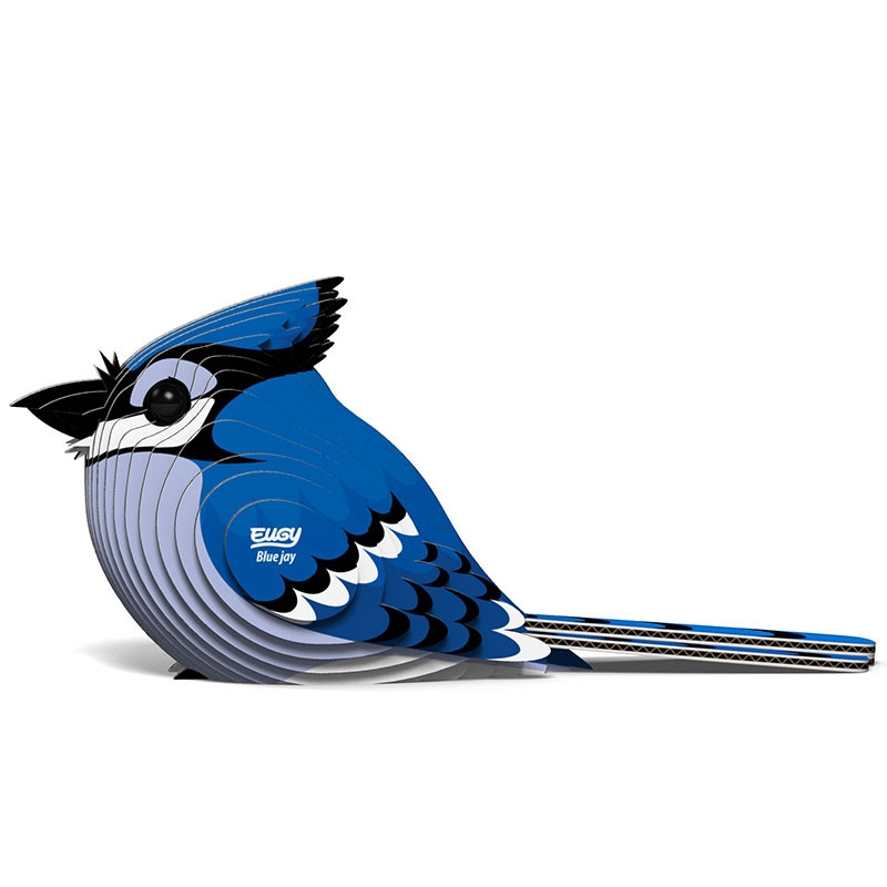 EUGY BLUE JAY